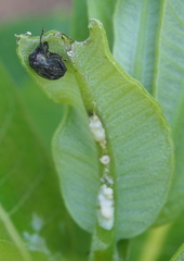 Rhyssomatus aequalis