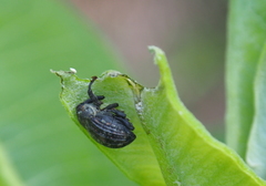 Rhyssomatus aequalis