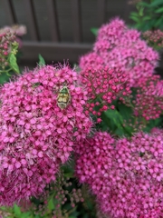 Trichiotinus lunulatus