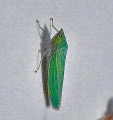 Draeculacephala inscripta