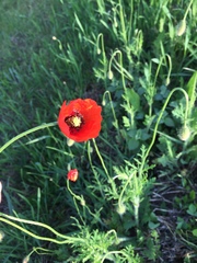 Papaver dubium