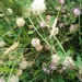 Trifolium clusii - Photo (c) דבורה שיצר, some rights reserved (CC BY-NC), uploaded by דבורה שיצר