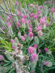 Trifolium purpureum