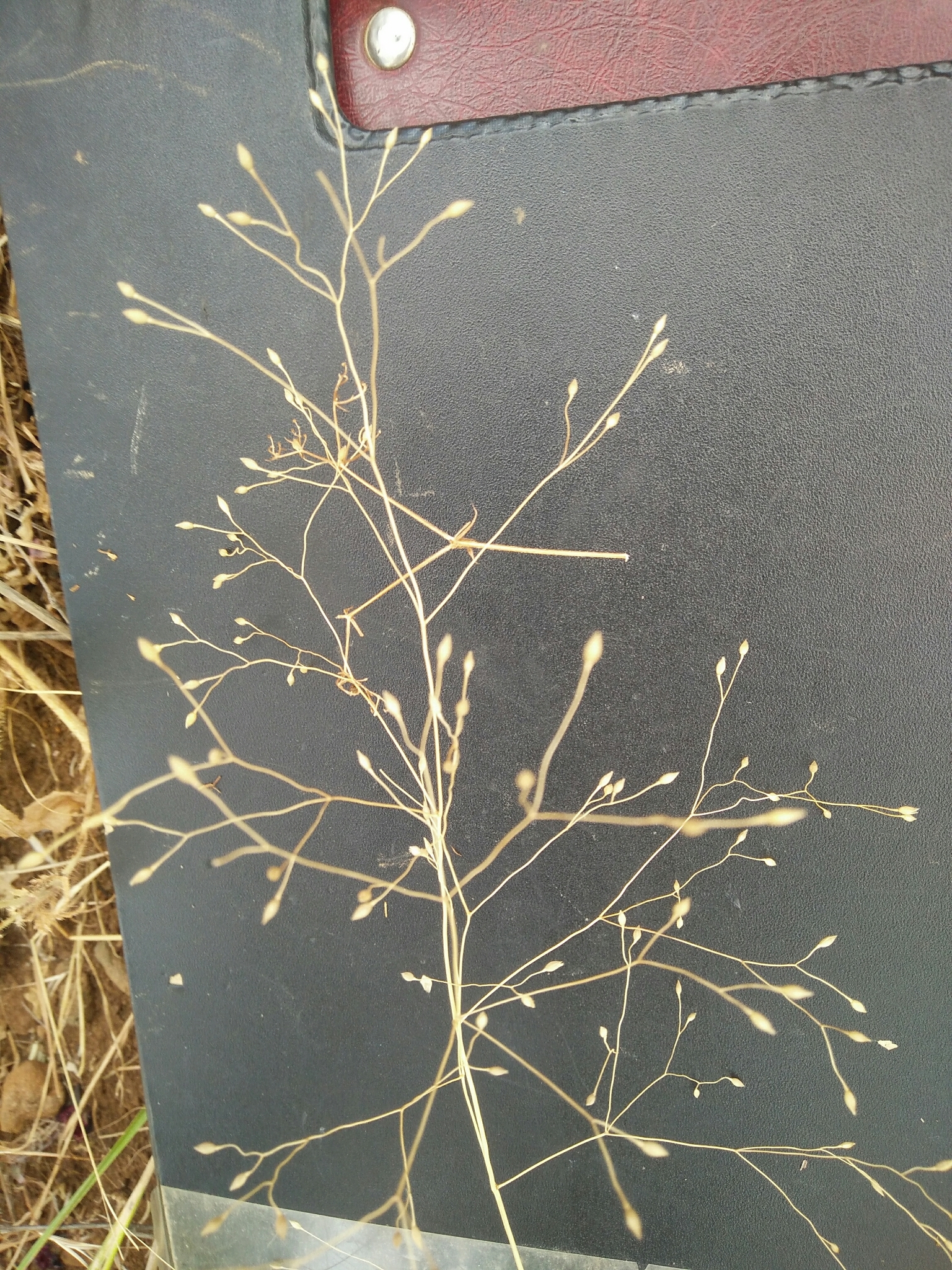Milium vernale
