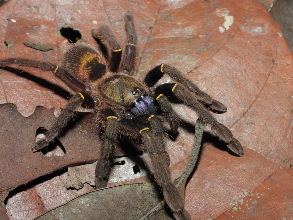 Blue-fang Skeleton Tarantula