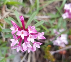 Daphne striata