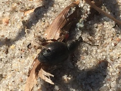 Otiorhynchus atroapterus