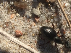 Otiorhynchus atroapterus