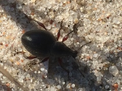 Otiorhynchus atroapterus