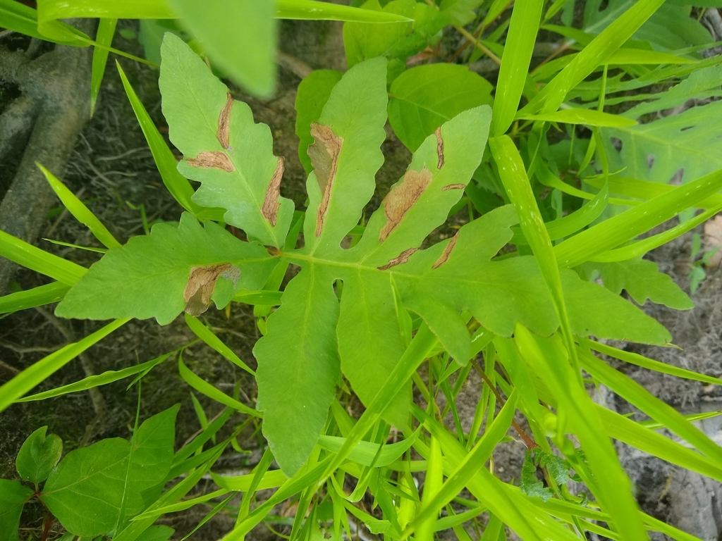 Chirosia gleniensis