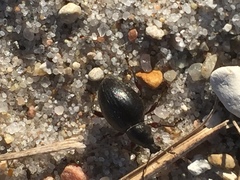 Otiorhynchus atroapterus