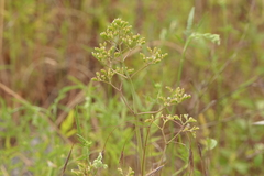 Centranthus calcitrapae