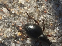 Otiorhynchus atroapterus