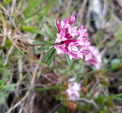 Daphne striata