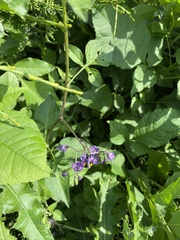 Solanum dulcamara