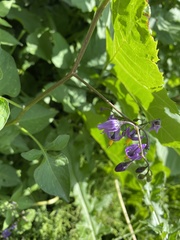Solanum dulcamara