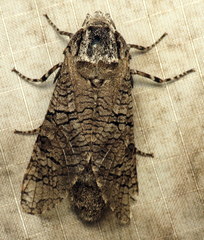 Prionoxystus macmurtrei