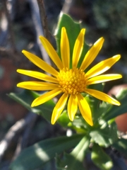 Osteospermum sinuatum