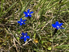 Gentiana bavarica bavarica