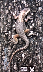 Leiocephalus carinatus