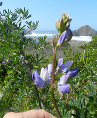 Lupinus chamissonis