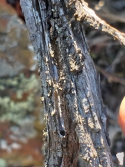 Osteospermum sinuatum