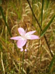 Dianthus strictus