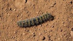 Hemileuca eglanterina