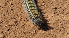 Hemileuca eglanterina