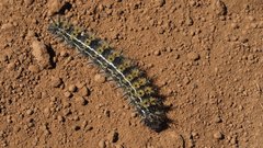 Hemileuca eglanterina