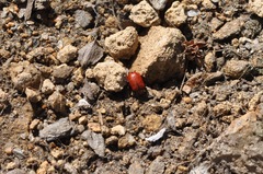 Oreina peirolerii