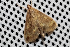 Ostrinia