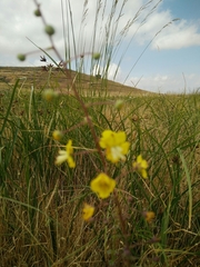 Verbascum heterophyllum
