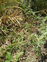 Verbena supina