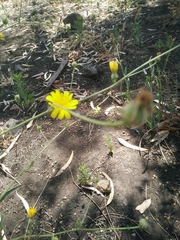 Picris rhagadioloides