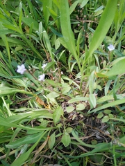 Veronica anagalloides