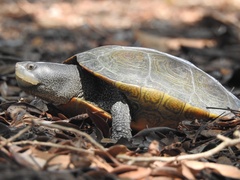 Malaclemys terrapin centrata