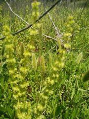 Verbascum heterophyllum