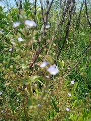 Veronica anagalloides