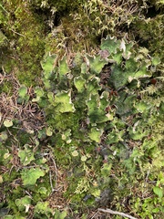 Peltigera britannica