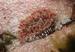 Urticina felina