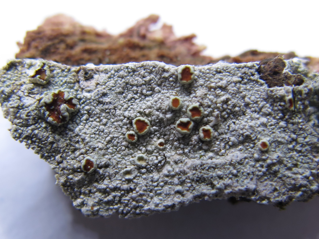 Haematomma dolichosporum