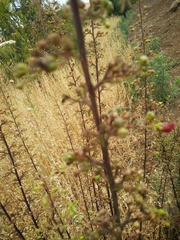 Scrophularia rubricaulis