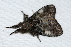 Heterocampa obliqua