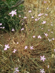 Dianthus strictus