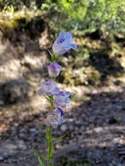 Penstemon campanulatus