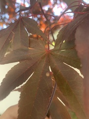 Acer palmatum