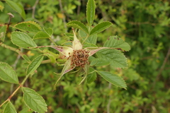 Rosa agrestis