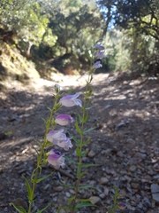 Penstemon campanulatus