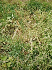 Poa trivialis